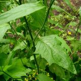 Lapsana communis. Часть стебля с листом. Чувашия, г. Шумерля. 27 июня 2008 г.