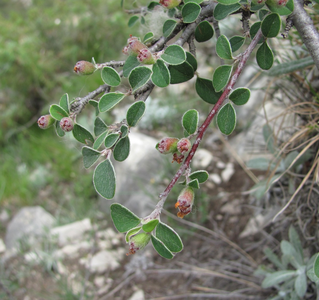 Изображение особи Cotoneaster nummularius.