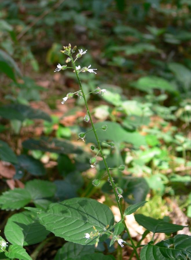 Изображение особи Circaea lutetiana ssp. quadrisulcata.