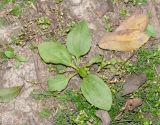 Plantago major