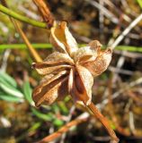 Scheuchzeria palustris