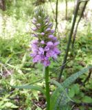 Dactylorhiza baltica