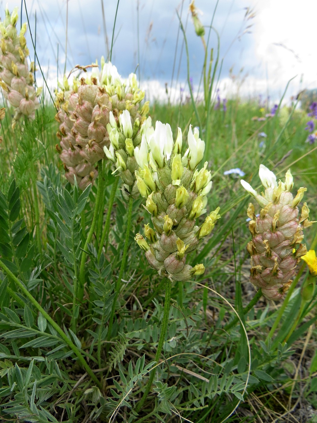 Изображение особи Astragalus follicularis.
