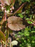 Fallopia convolvulus. Часть цветущего побега. Магаданская обл., Ольский р-н, окр. пгт Ола, заросшее Galeopsis bifida заброшенное поле. 03.08.2021.