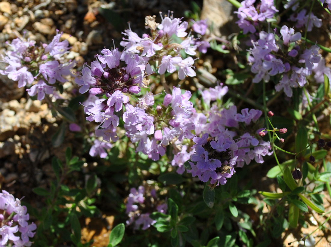 Изображение особи род Thymus.