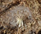 Taraxacum turcomanicum