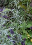 Artemisia absinthium