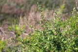 Cotoneaster melanocarpus