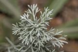 genus Artemisia