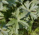 Geranium erianthum