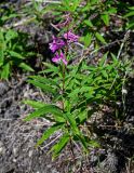 Chamaenerion angustifolium