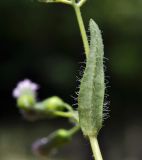 Emilia sonchifolia