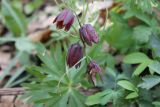 Fritillaria ruthenica