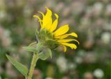 Helianthus annuus. Верхушка побега с соцветием (вид со стороны обёртки). Татарстан, окр. с. Камское Устье, берег р. Волга, разнотравный луг вблизи песчано-галечного пляжа. 21.09.2023.