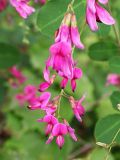 Lespedeza bicolor. Соцветие. Приморье, Ханкайский р-н, пос. Новокачалинск. 28 июля 2004 г.