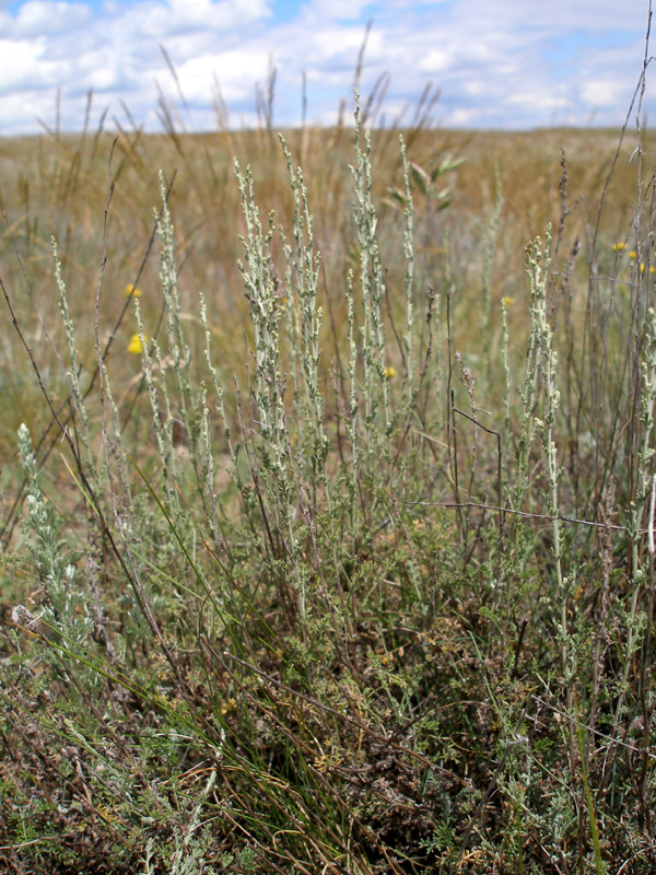 Image of Artemisia pauciflora specimen.