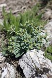 Euphorbia rapulum. Зацветающее растение. Южный Казахстан, хр. Боролдайтау, гора Нурбай; 1200 м н.у.м. 23.04.2012.