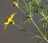 Coreopsis verticillata