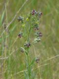 Cynoglossum officinale