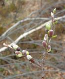 Salix glauca. Побег мужского растения с распускающимися генеративными почками. Мурманская обл., Североморский р-н, окр. пос. Росляково. 24.05.2009.