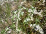 Minuartia glomerata