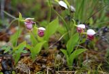 Cypripedium guttatum