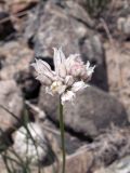 Allium oreoprasum