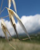 Avena clauda