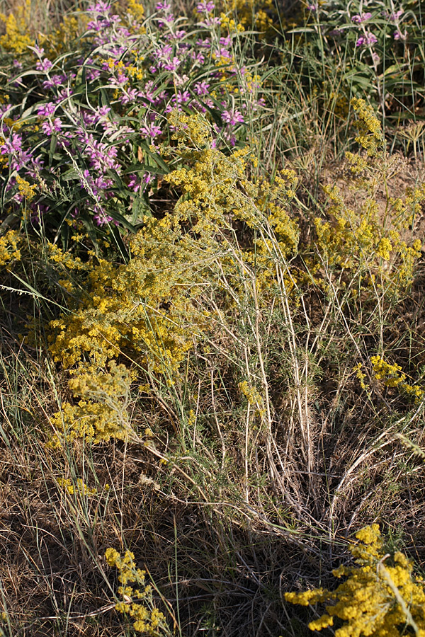 Изображение особи Galium verum.