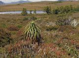 Dracophyllum pandanifolium. Одиночно стоящее вегетирующее растение среди зарослей кустарников. Австралия, о. Тасмания, национальный парк \"Крэдл Маунтин\". 27.02.2009.