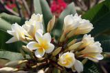 Plumeria разновидность acutifolia