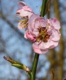 Prunus mume