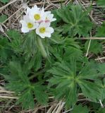 Anemonastrum fasciculatum