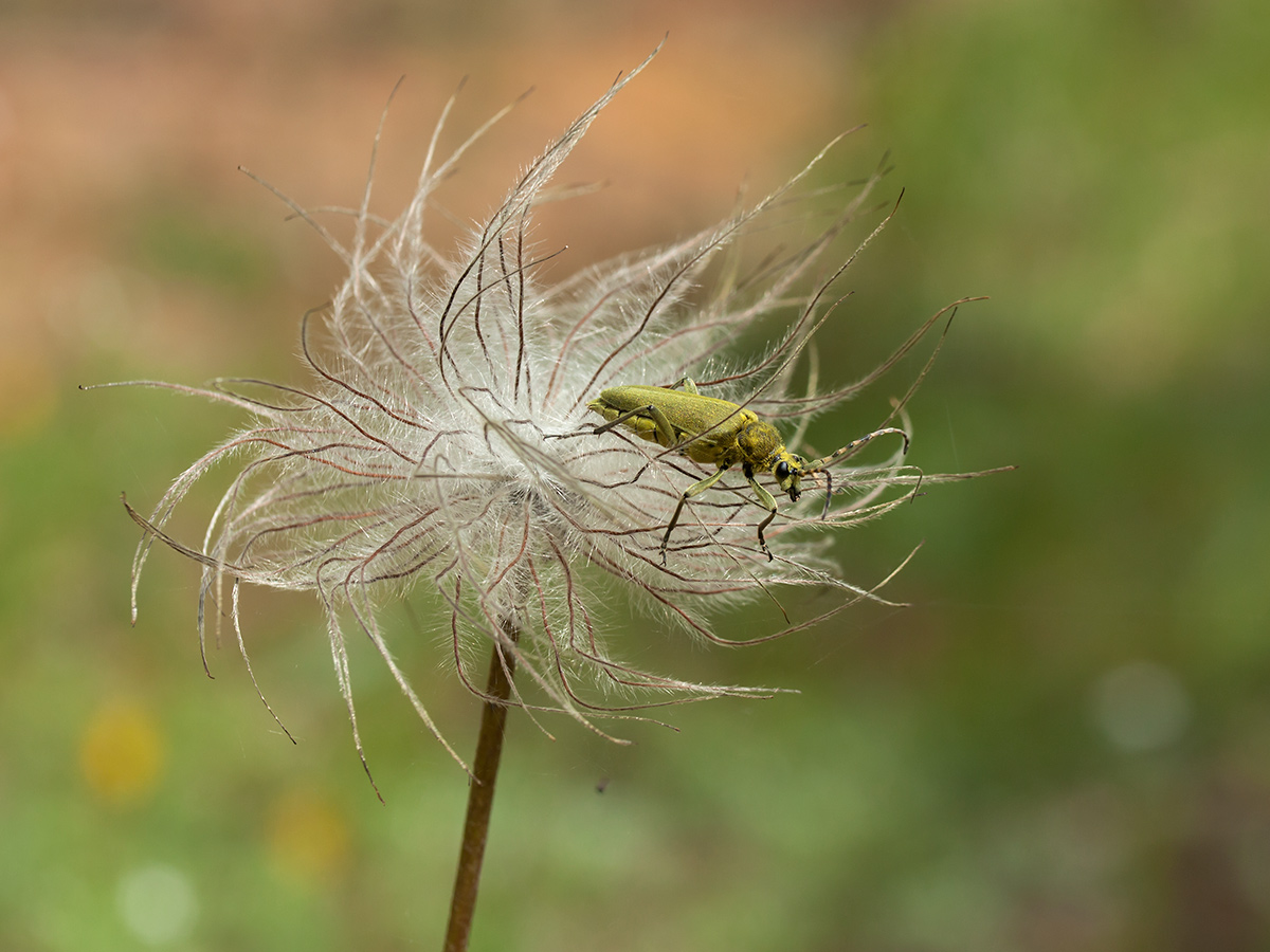 Изображение особи Pulsatilla pratensis.