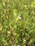 Euphrasia stricta