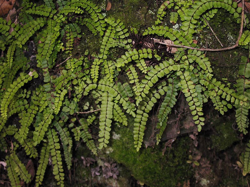 Изображение особи Asplenium trichomanes.