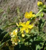 Agrimonia asiatica. Соцветие. Краснодарский край, Кущёвский р-н, хут. Гослесопитомник, пустырь. 29.09.2009.