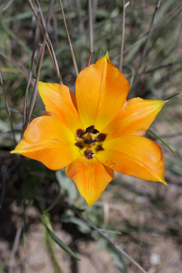 Изображение особи Tulipa lehmanniana.