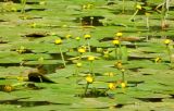 Nuphar lutea