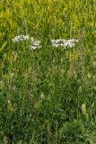 Pyrethrum corymbosum