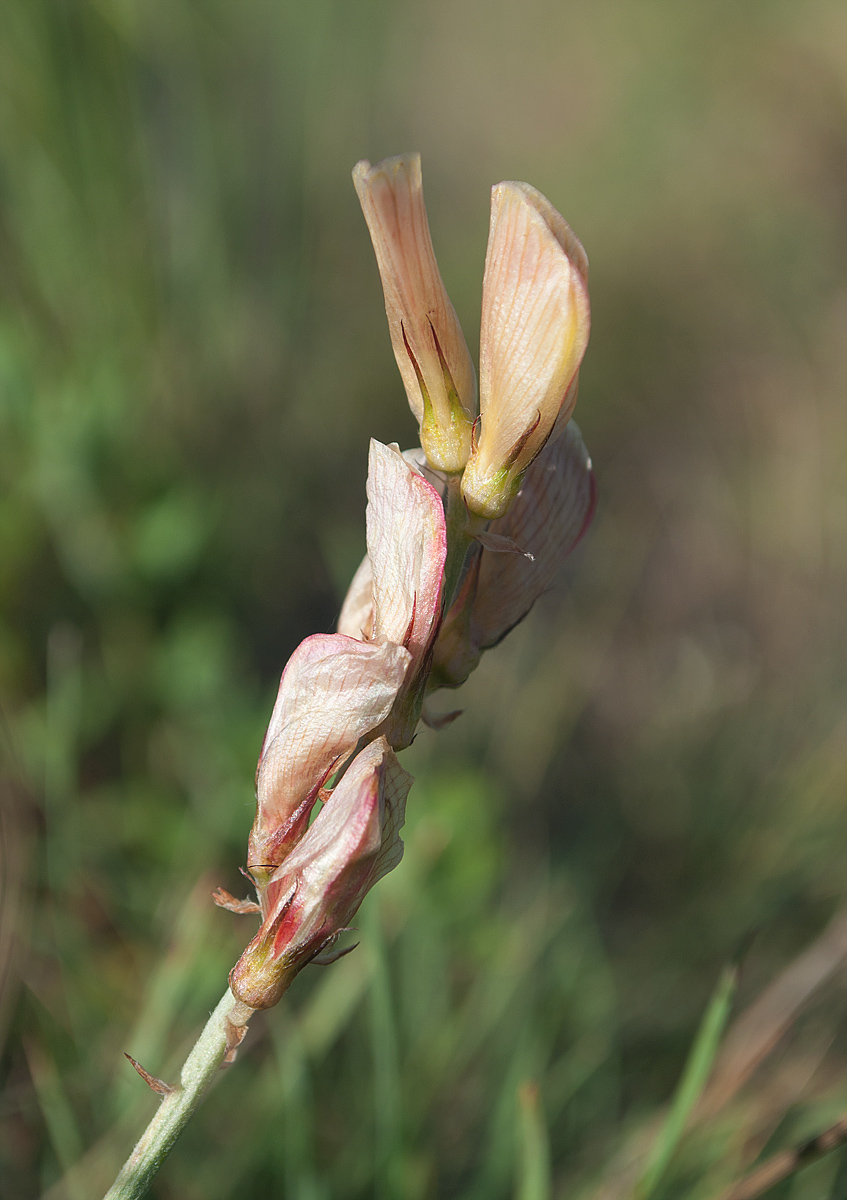 Изображение особи Hedysarum splendens.