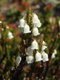 Cassiope ericoides