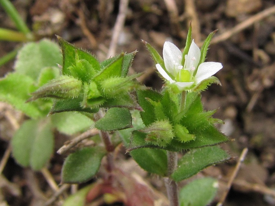 Изображение особи Arenaria leptoclados.