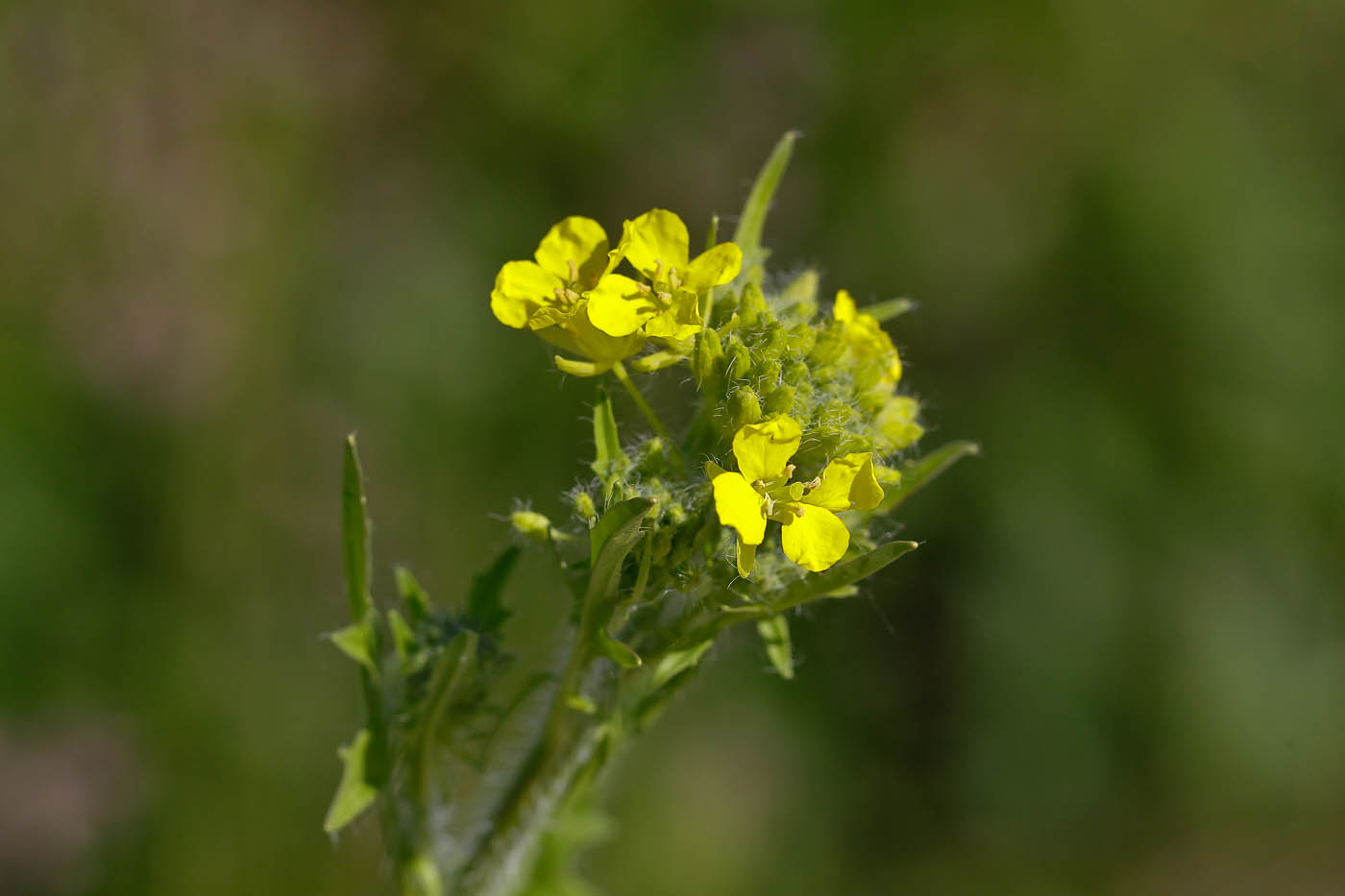 Изображение особи Sisymbrium loeselii.