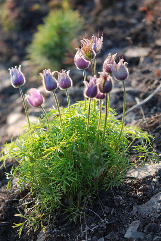 Изображение особи род Pulsatilla.