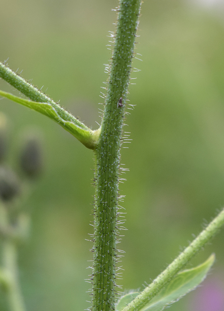 Изображение особи Hieracium duderhofense.