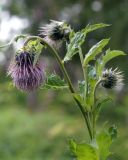 Cirsium kamtschaticum. Верхушка цветущего растения. Камчатский край, Петропавловск-Камчатский, Никольская сопка, восточный залесенный склон. 16.08.2016.