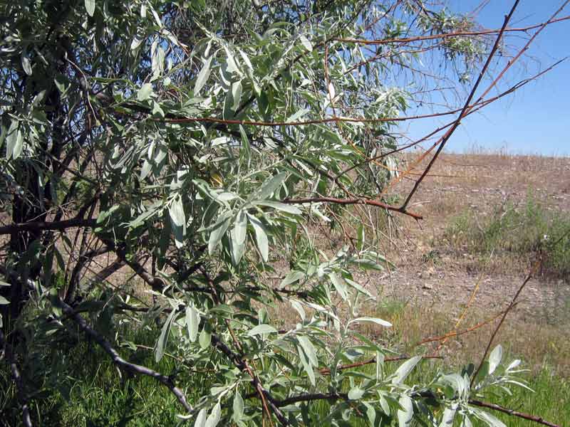 Изображение особи Elaeagnus angustifolia.