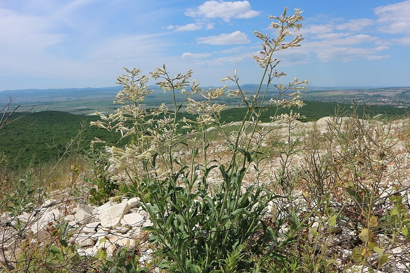 Изображение особи Silene italica.