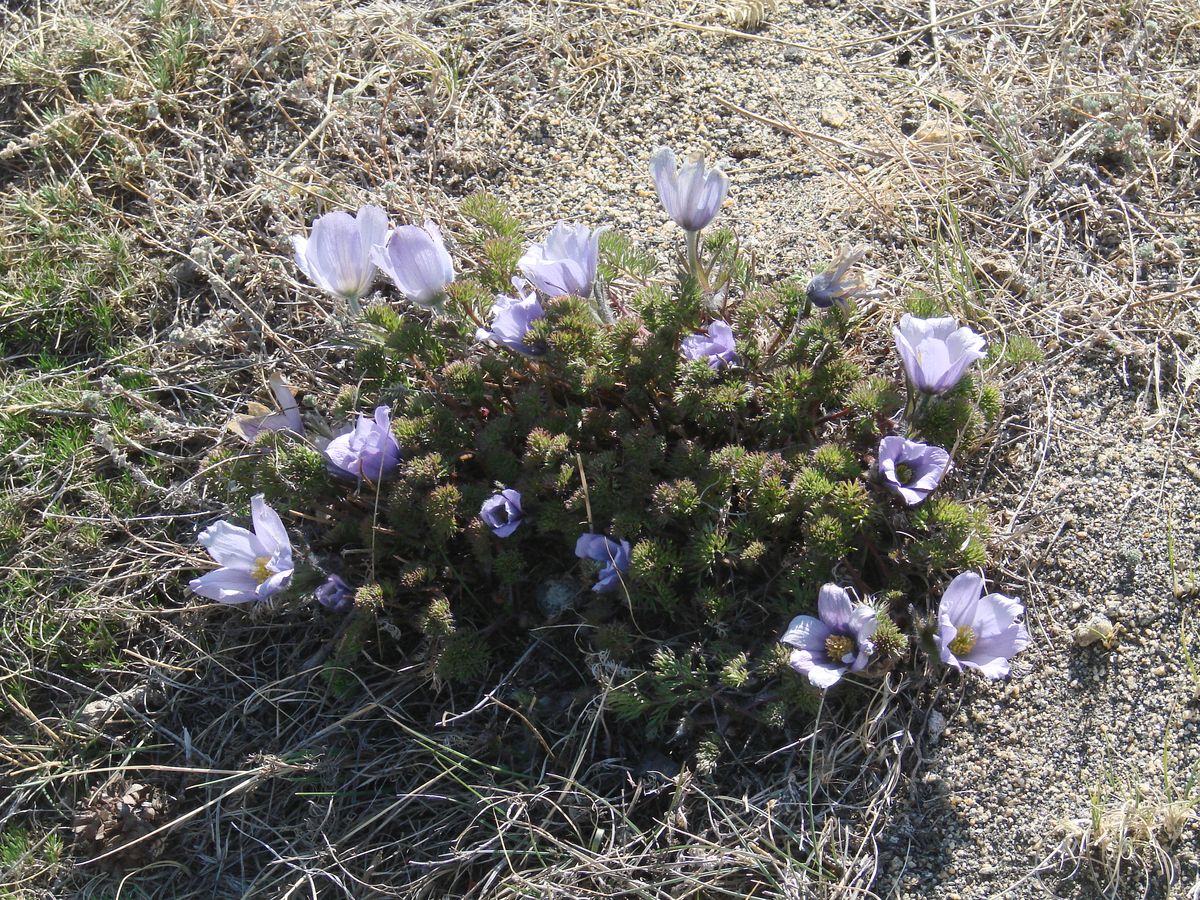 Изображение особи Pulsatilla tenuiloba.